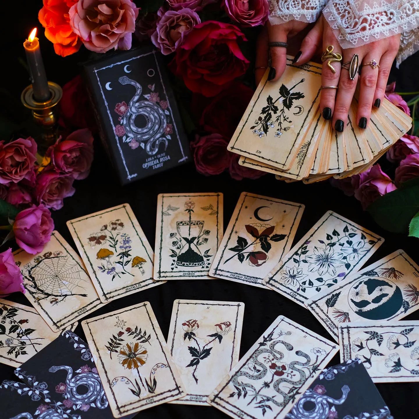 Ophidia Rosa Tarot Deck