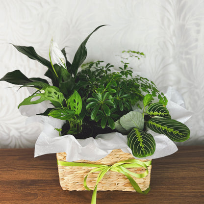 The Hermit: Mixed Plant Basket