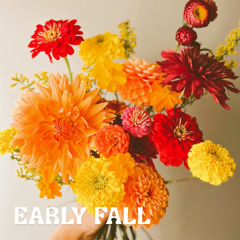 A hand holding a bouquet of bright orange, yellow and red flowers, mostly Dahlias and Zinnias