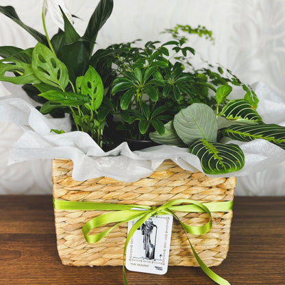 The Hermit: Mixed Plant Basket